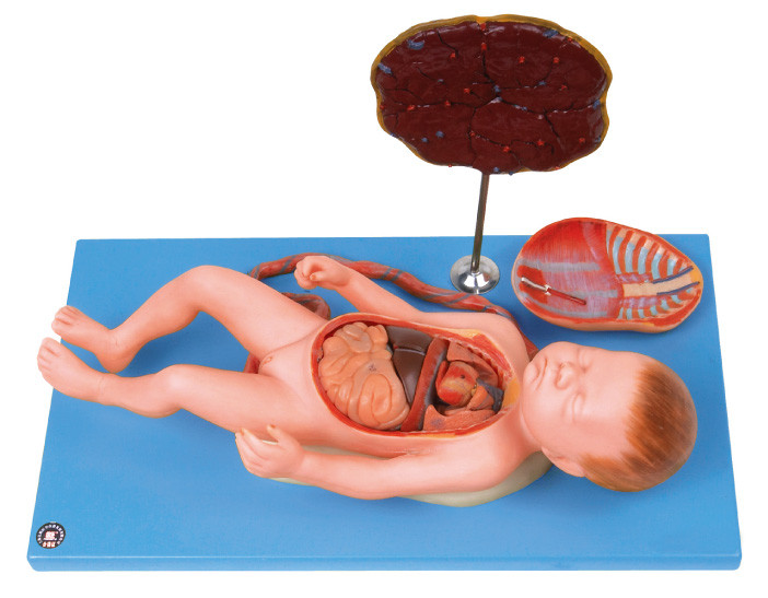 Foetus humain de modèle d'anatomie avec le viscus et le placenta, cordon ombilical, organes internes