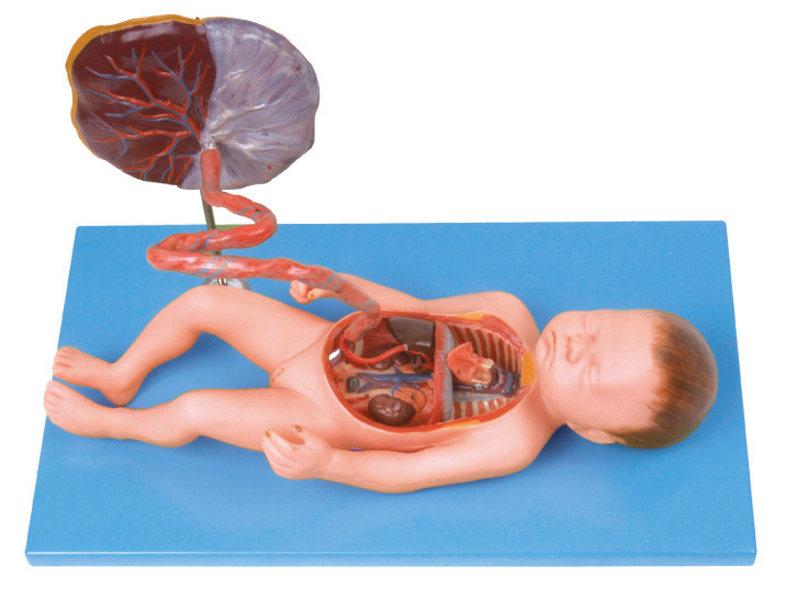 Modèle humain d'anatomie d'appareil circulatoire foetal pour la formation d'école d'infirmières