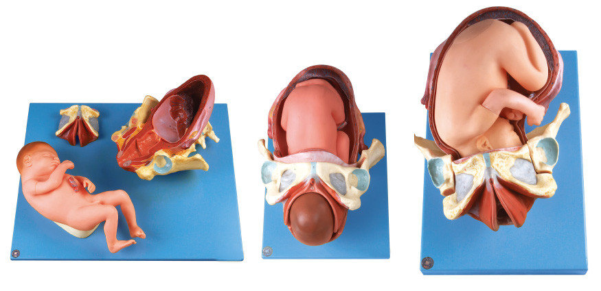 Le modèle d'accouchement de Demenstration/modèle humain d'anatomie montre la procédure de la livraison