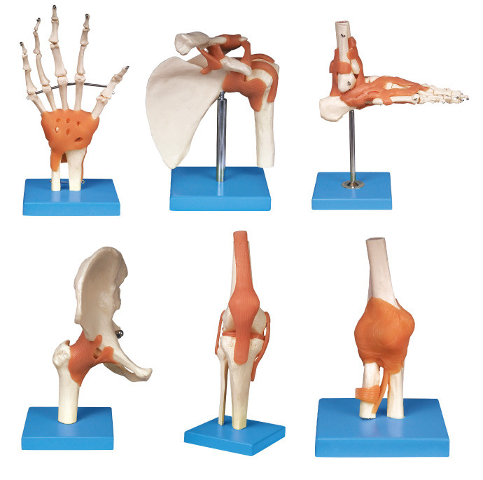 Outil humain commun d'éducation de modèle d'anatomie de série (épaule, coude, hanche, genou, main, pied)
