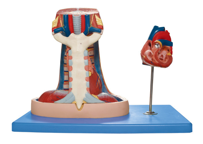 Modèle humain modèle d'anatomie de médiastin (sternum, thymus, médiastin) pour la formation médicale