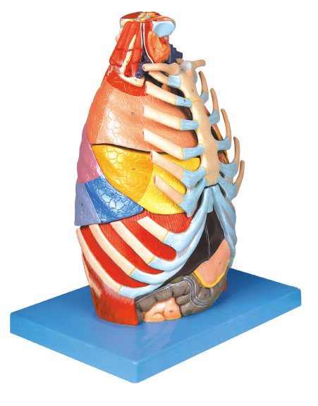 Modèle humain réaliste d'anatomie de cavité thoracique avec l'outil bas de formation