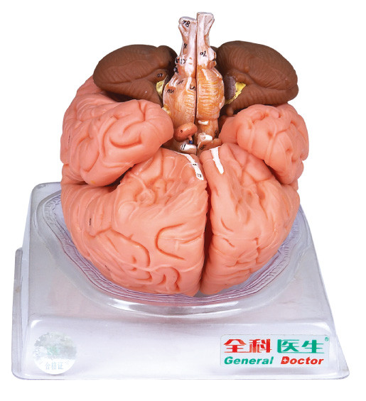 Modèle adulte importé de cerveau d'Anatomyical de peinture avec la section sagittale