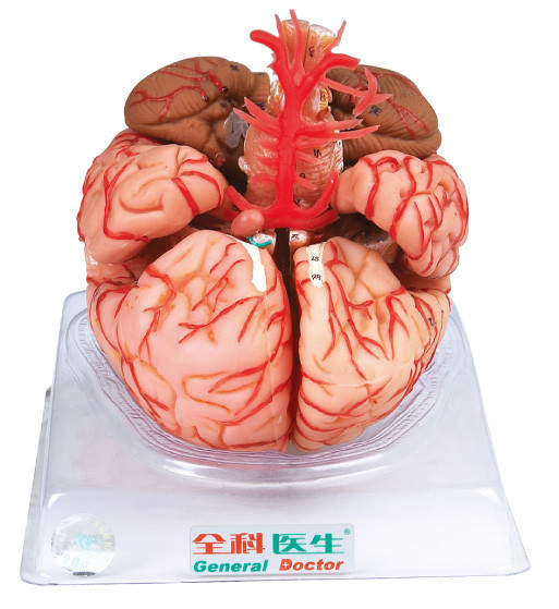 Modèle de cerveau avec des artères cérébrales pour la formation de Facultés de Médecine