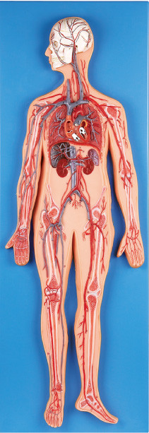 Le modèle d'anatomie d'appareil circulatoire présentent les artères principales et les veinent