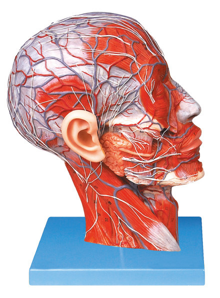 Demi tête avancée de PVC avec des navires et modèle humain d'anatomie de nerf pour la formation d'écoles