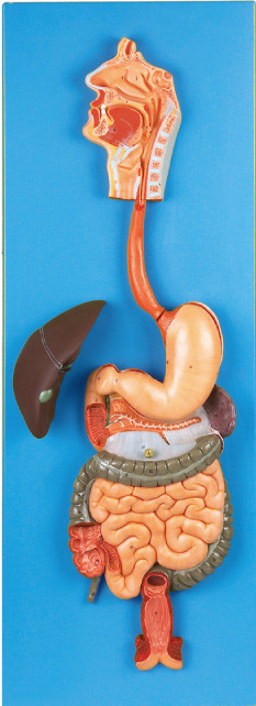 Appareil digestif avec le modèle humain d'anatomie de tube digestif pour des hôpitaux, simulation d'universités