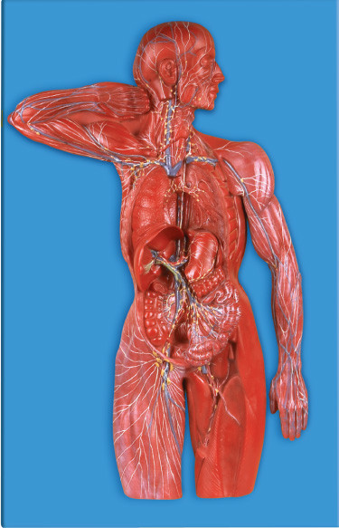Modèle humain d'anatomie de système lymphatique pour des hôpitaux, simulation d'universités