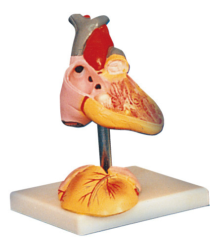 Positions humaines du model 25 d'anatomie de coeur d'enfant montrées pour la formation médicale
