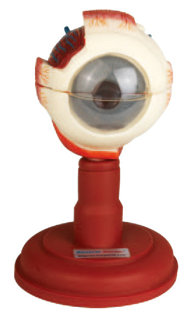 Trois parts ont disséqué le modèle modèle d'anatomie de globe oculaire d'oeil pour médical, école d'infirmières
