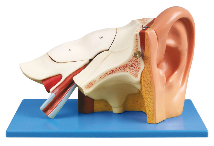 Modèle humain d'anatomie d'oreille de trois fois avec des pairs démontables pour la formation de shool