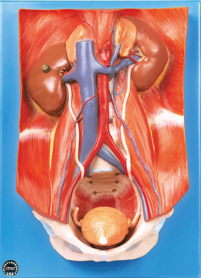 Le modèle de mur postérieur de l'appareil urinaire avec 22 positions sont montrés pour l'étude