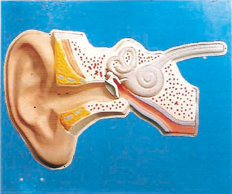 Modèle humain réglementaire auditif d'anatomie d'oreille pour la formation médicale
