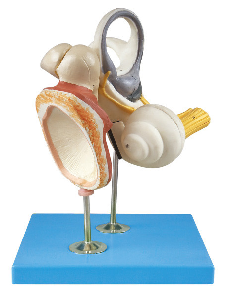 L'oreille interne, l'osselet auditif et l'anatomie humaine tympanique de Membrance modèlent