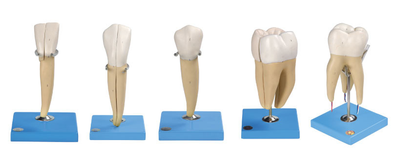 Cinq genres de modèle humain de dents fait de PVC avancé pour la formation anatomique