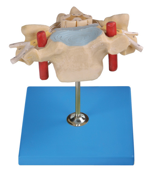 Vertrebra cervical avec le modèle humain d'anatomie de moelle épinière montre l'artère spinale, veine, nerf