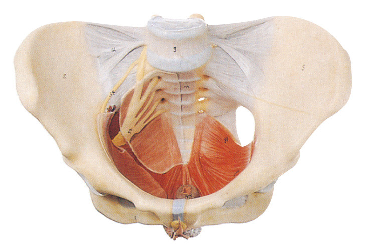 Modèle pelvien femelle avec le muscle et le nerf de plancher pour la formation d'écoles