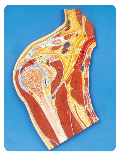 L'anatomie médicale de section d'articulation de l'épaule modèle le modèle d'éducation montré 23 par positions