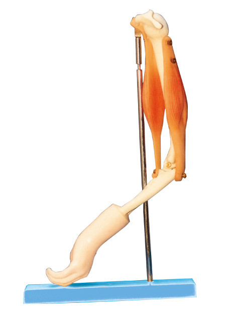 Articulation du coude avec le modèle fonctionnel de muscle de bras, modèle humain d'anatomie pour la formation