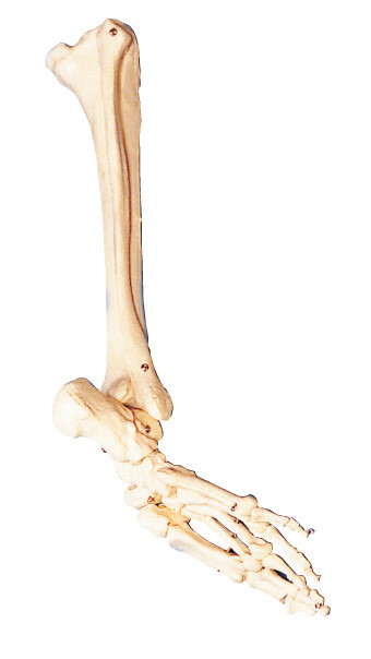 Les os du pied, du péroné et de l'anatomie humaine de shinebone modèlent l'outil de formation