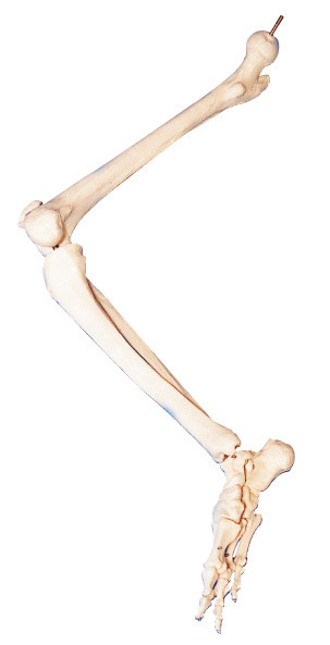 Les os de l'anatomie humaine 3d de membre inférieur modèle POUR l'enseignement anatomique