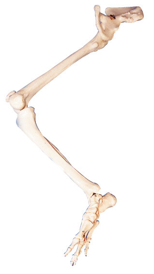 Abaissez la poupée humaine d'éducation de modèle de torse d'anatomie d'os de hanche d'os de PVC de membre