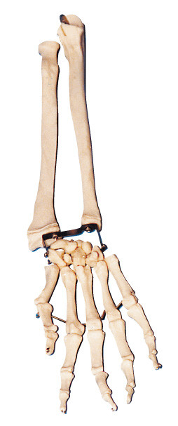 Os de paume avec le coude - l'os et l'os radial arment l'outil modèle de formation d'anatomie