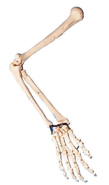 Modèle grandeur nature de bras d'anatomie/modèle humain d'anatomie pour la formation de laboratoire