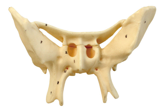 Modèle humain amplifié d'anatomie d'os alaire pour la formation de centre médical