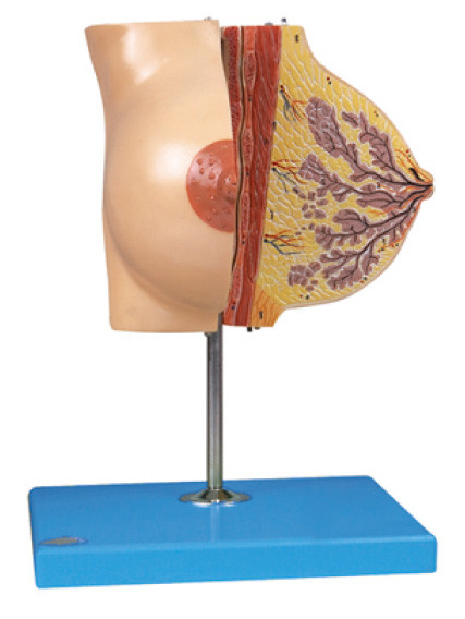 Modèle de sein d'anatomie au sujet de glande mammaire dans la période de repos pour la formation d'hôpital