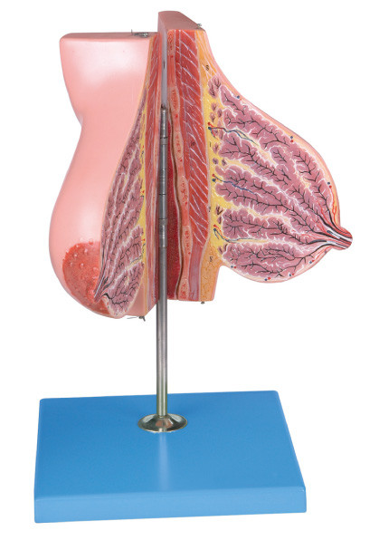 Modèle de glande mammaire au sujet de lactation/de modèle humain d'anatomie pour la formation de Facultés de Médecine