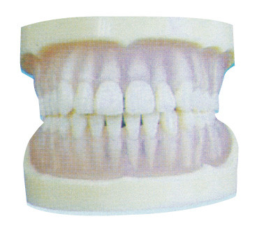 Modèle transparent standard de dents de PE pour la formation dentaire d'universités