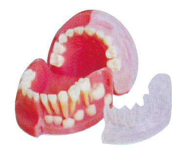 Les dents primaires et permanentes de trois ans alternant la dent le modèle/3d modèlent