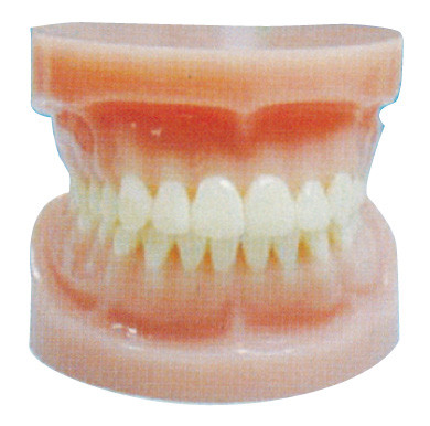 Plein standard - dites les dents humaines modèlent pour la formation dentaire d'hôpital et de Facultés de Médecine