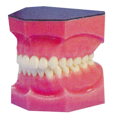 Les dents dentaires amplifiées modèlent pour le stage et la formation d'étudiants en médecine