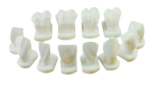 12 genres de morphologie de dent modèlent pour les modèles anatomiques et dentaires d'enseignement aux patients
