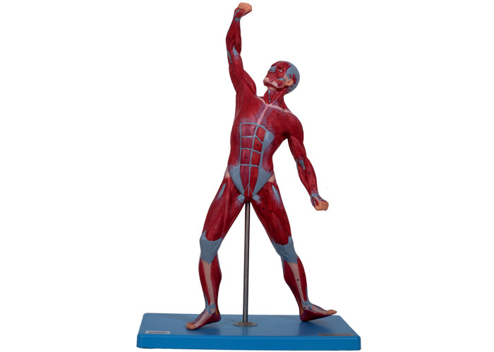 Modèle masculin s'exerçant With Stand d'anatomie de muscles de Faculté de Médecine