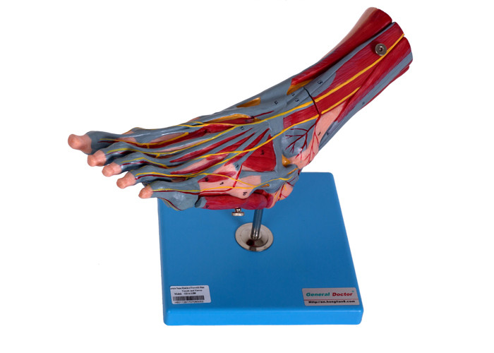 Modèle humain With Vessels Nerves d'anatomie de muscles de pied