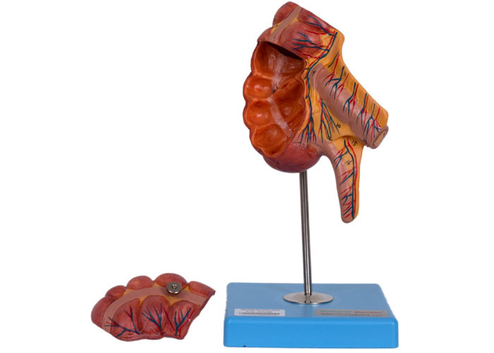 Annexe de PVC positions humaines du model 17 d'anatomie de caecum pour la formation médicale