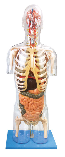 Le modèle humain Troso transparent d'anatomie a avancé l'outil d'éducation de PVC pour la formation