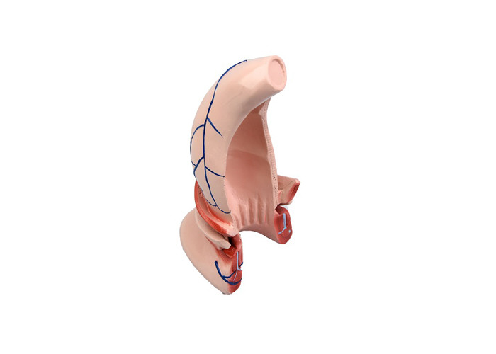 Taille naturelle peignant le canal anal de For Rectum And de modèle anatomique humain