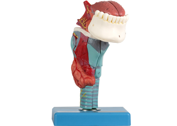 Le model humain d'anatomie de larynx 5 parts montre la structure anatomique