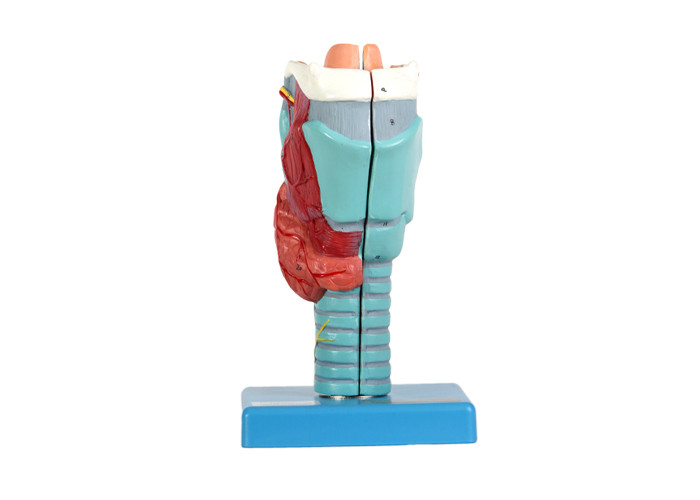 2 parts de structures internes de modèle humain laryngé For School Training d'anatomie