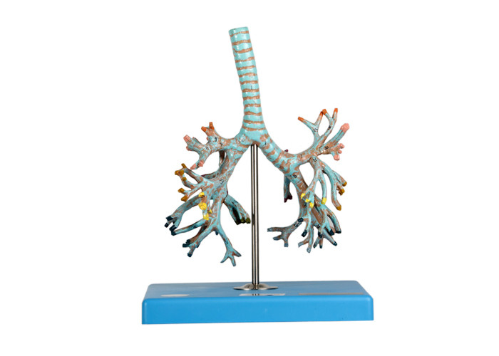 Le model 26 de trachée d'anatomie place des bronches pour la formation d'école