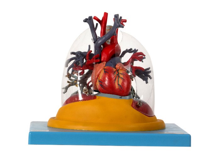 Lung Human Anatomy Model Trachea transparent et arbre bronchique avec le coeur