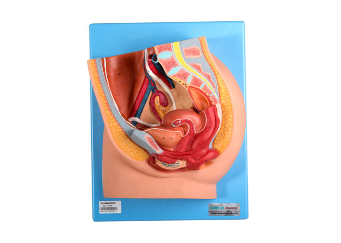 Modèle femelle With Genital Organs de bassin de PVC pour la formation de Facultés de Médecine