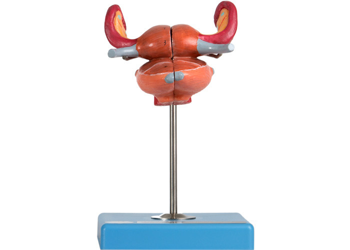 Modèle anatomique With Bladder Uterus Vaginal Ureter And Ovary d'utérus