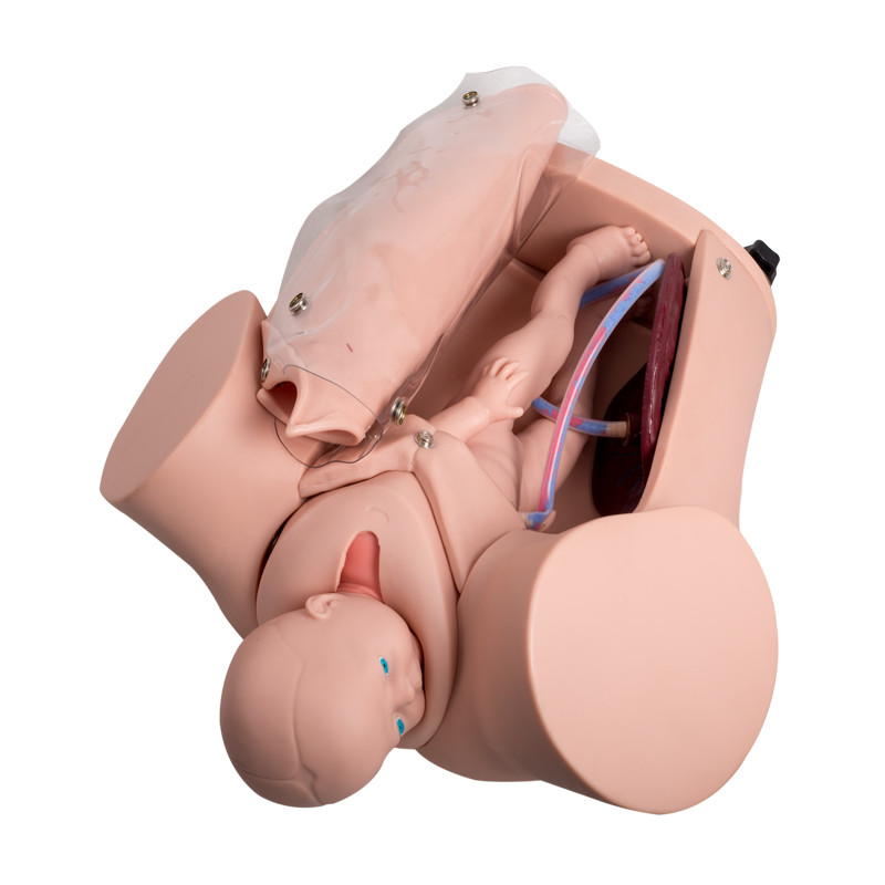 Simulateur de la livraison de bébé de simulateur d'accouchement de foetus des universités deux