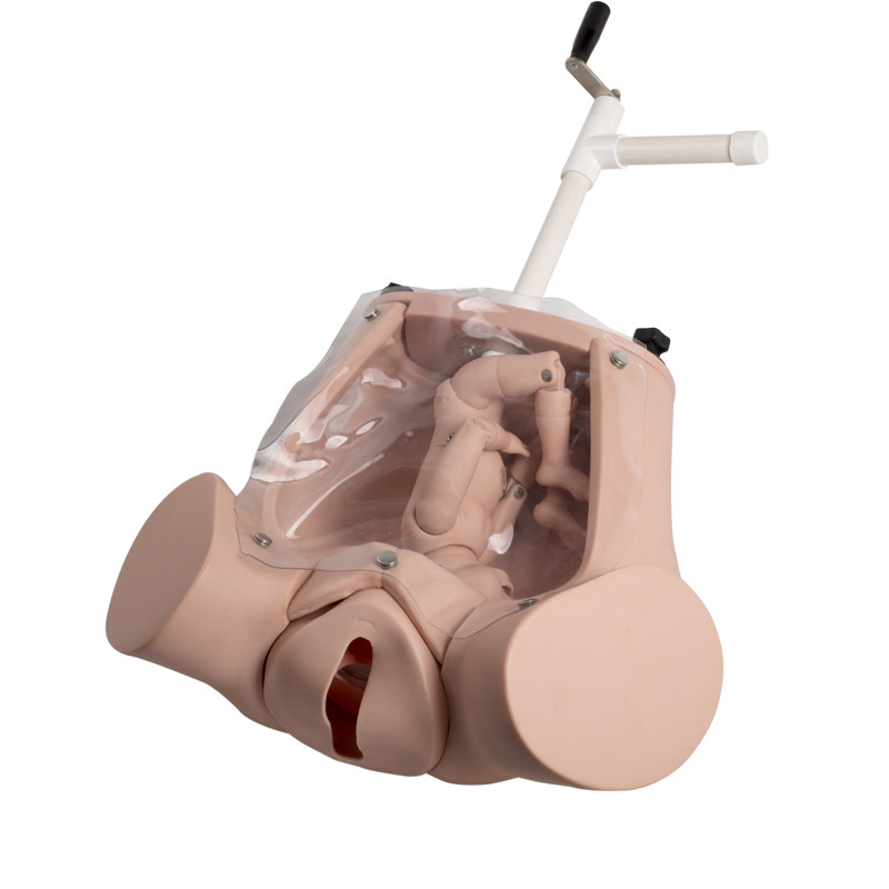 Modèles réalistes d'éducation d'accouchement de simulateur d'accouchement de la livraison médicale