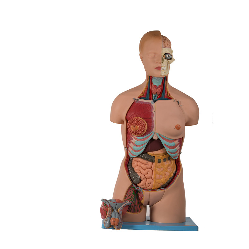 20 parts de torse de modèle anatomique humain With Head Open de PVC